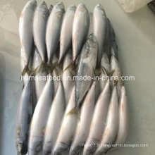 Nouveau maquereau congelé Fish150-250g